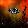 Tweetle Beetle's profile picture