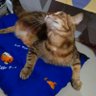 Crunchy von Melyanto's profile picture