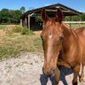 Фото профиля 🍊🐎