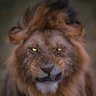 🥇Saleh Mohammed's profile picture