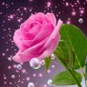 Anjei mae profil fotoğrafı