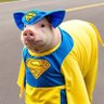 Dr. Drey's profile picture