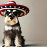 Profilbild von Paws of Freedom