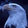 أنس المسالمة's profile picture