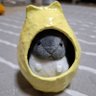 Profilbild von のん