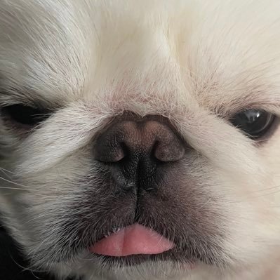 しらたま@ペキニーズ's profile picture