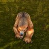 Profilbild von Young Forest Bear