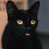 Lumi's profile picture