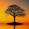 Фото профиля Tree of Wisdom