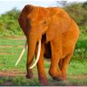 Brown Elephant profil fotoğrafı