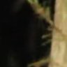 Фото профиля Appalachian Cryptid Encounters