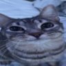 Mange the Catto profil fotoğrafı