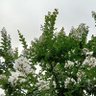Фото профиля バジル🍀💖パセリ🍃🌿