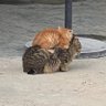 Profilbild von 黑猫白猫