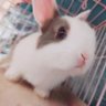 Profilbild von もふもふ🐰とボブと眼鏡