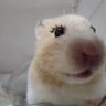 Dolly The Cutest's profile picture