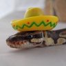 Profilbild von El Sneko