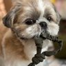 茶々丸🐶😁✨ profil fotoğrafı