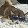Фото профиля Dra. PuppyLove