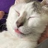 りゅう 的头像
