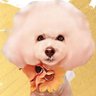 🐕ひろたん🤼's profile picture