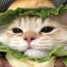 Profilbild von jira