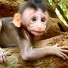 Ashlumtam profil fotoğrafı