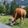 Guastafeste profil fotoğrafı