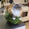 Chonky Mudgal's profile picture