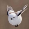 The Flying Floofball's profile picture