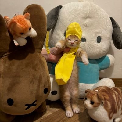 ぽめ's profile picture