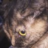 ラキ・ラキ・ラッキーぴえろ's profile picture