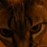 サマーニキ profil fotoğrafı