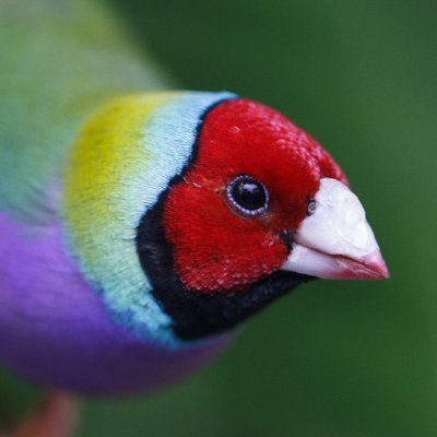 max_romana's profile picture