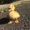 Profilbild von Tbroguts