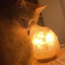 Neko25 profil fotoğrafı