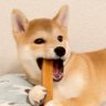 柴犬つくね🐾's profile picture