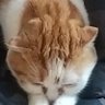 ゲンハナ profil fotoğrafı