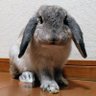 ちくわMark2's profile picture