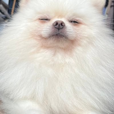 ポメラニアンの『はんぺん』's profile picture