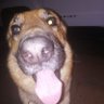 Фото профиля Acarus y el che perro