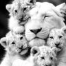 Profilbild von Lion J