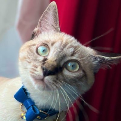 チャイさんの成長記録@ネギ's profile picture
