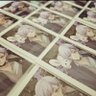 有栖みょうᐡ ̳ᴗ ̫ ᴗ ̳ᐡ🐇🐈️把握会やってほしい！ profil fotoğrafı