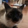 Profilbild von PAWG Emperor