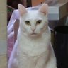 しろねこ@ゲームと雑多垢 profil fotoğrafı
