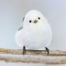 ハジメノ profil fotoğrafı