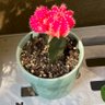 Profilbild von orangepink