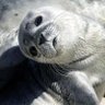 Profilbild von Stupid Seal