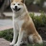 SirLarion profil fotoğrafı